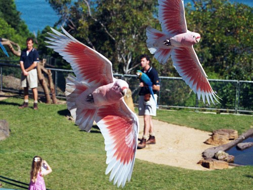 Major Mitchell Cockatoo (also called Pink Cockatoo) Major Mitchell Cockatoo (also called Pink Cockatoo)