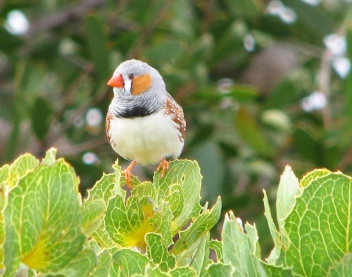 Zebra Finch Zebra Finch