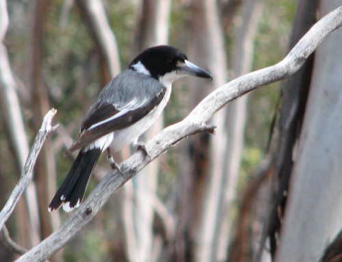 Grey Butcherbird