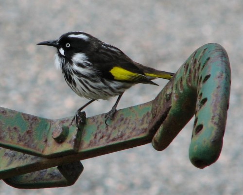 New Holland Honeyeater New Holland Honeyeater