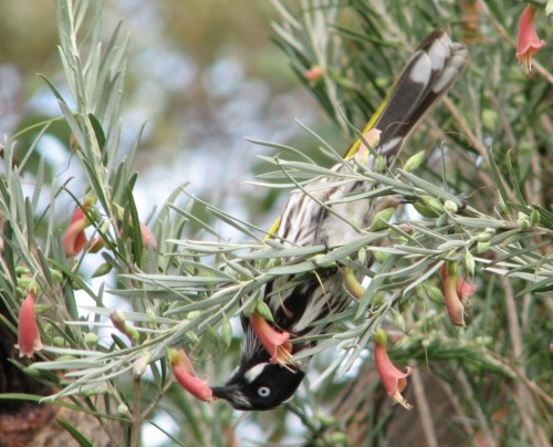 New Holland Honeyeater New Holland Honeyeater