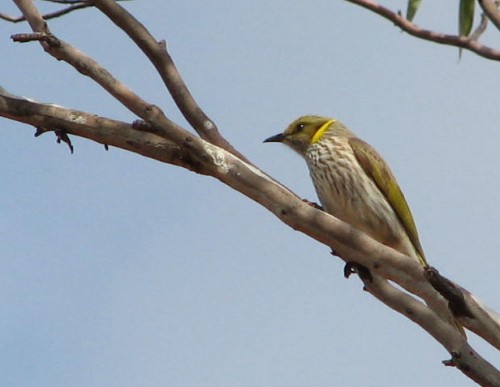 Yellow Plumed Honeyeater Yellow Plumed Honeyeater