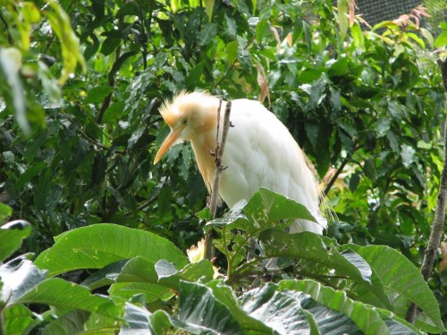 Cattle Egret, Adelaide Zoo