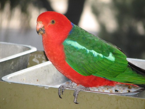 King Parrot at Adelaide Zoo King Parrot at Adelaide Zoo