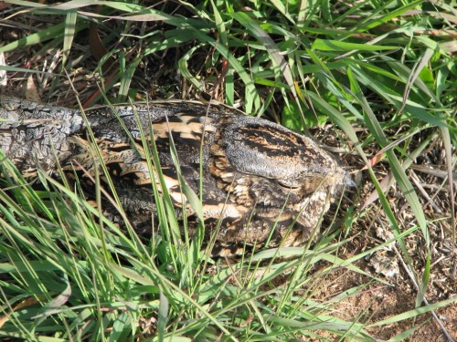 Spotted Nightjar Spotted Nightjar