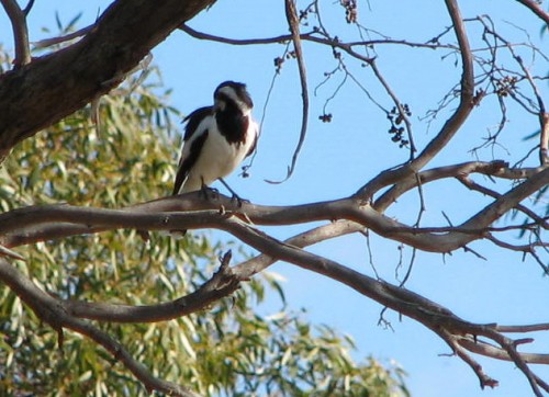 Magpie Lark