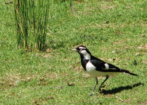 Magpie Lark