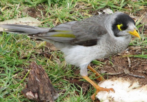 Noisy Miner