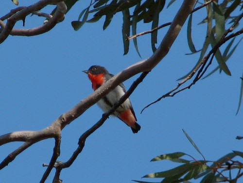 Mistletoebird