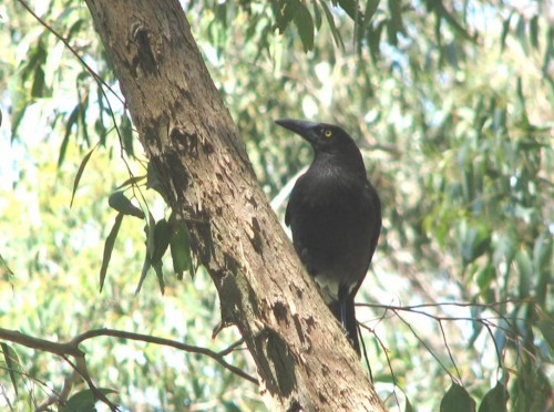 Grey Currawong