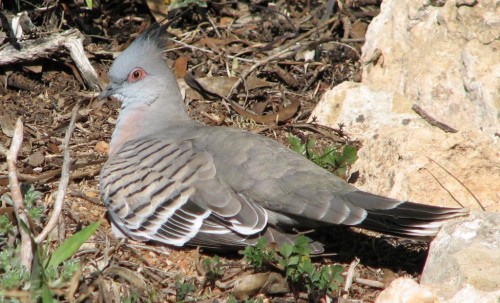 Crested Pigeon Crested Pigeon