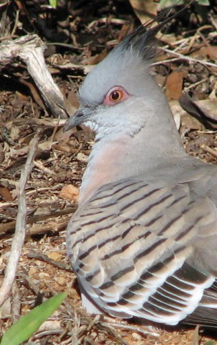 Crested Pigeon Crested Pigeon