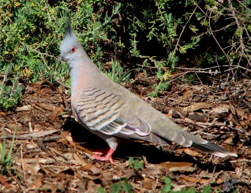 Crested Pigeon Crested Pigeon