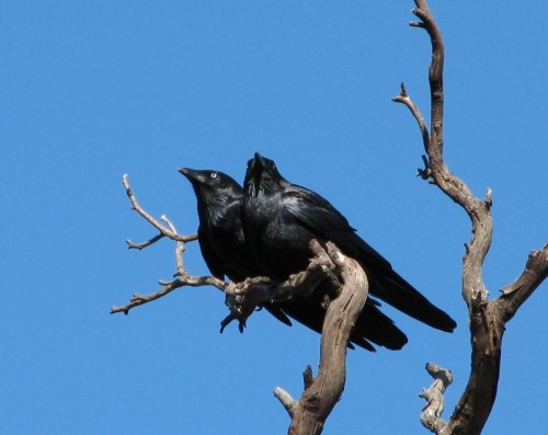 Little Raven