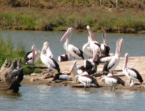 Australian Pelicans, Rocky Gully Wetlands