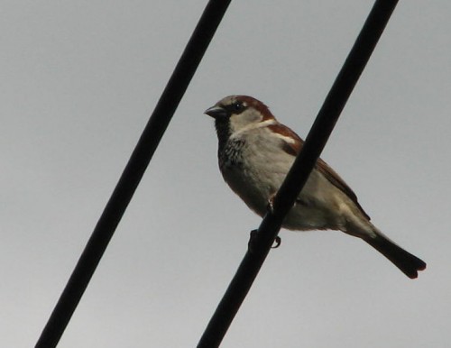 House Sparrow