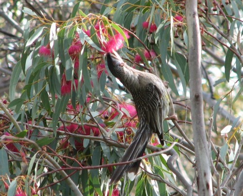 Red Wattlebird