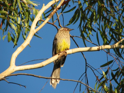 Red Wattlebird