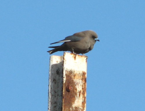 Dusky Woodswallow Dusky Woodswallow