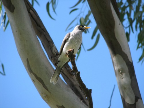 Noisy Miner at Swanport Reserve Noisy Miner at Swanport Reserve