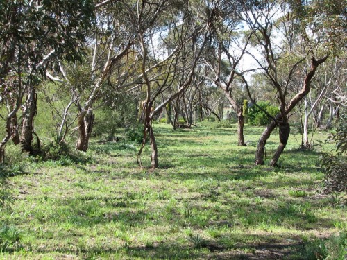 Mallee Scrub, Murray Bridge
