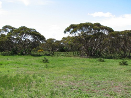 Mallee Scrub, Murray Bridge