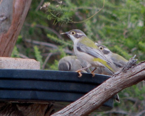 Brown-headed Honeyeater
