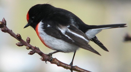 Red Capped Robin