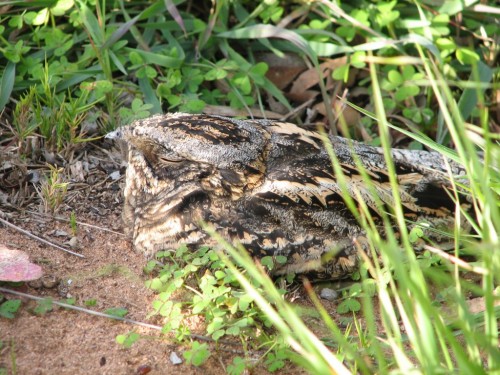 Spotted Nightjar Spotted Nightjar