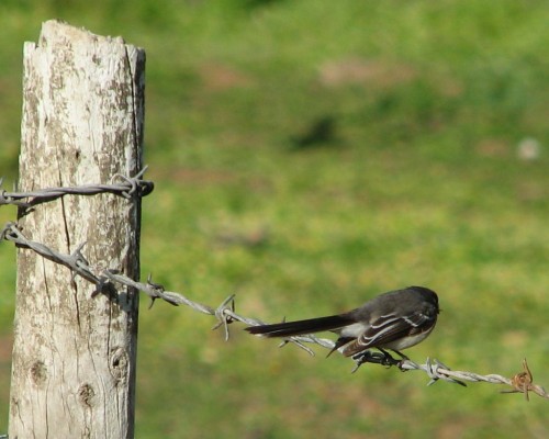 Grey Fantail