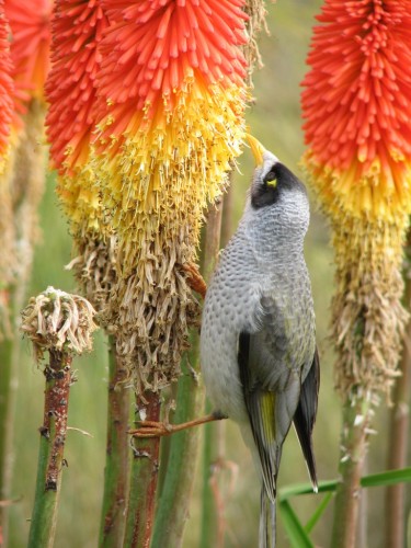 Noisy Miner Noisy Miner