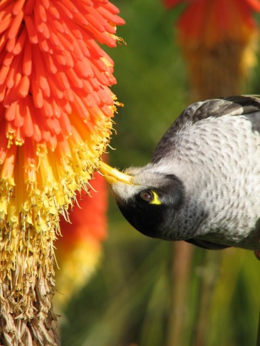 Noisy Miner Noisy Miner