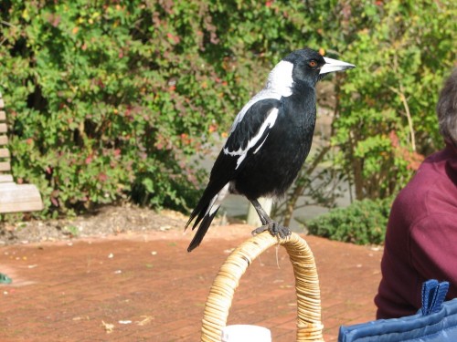 Australian Magpie