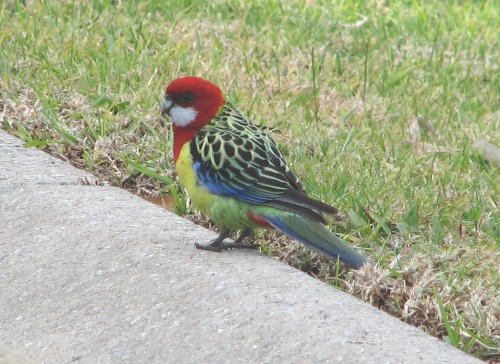 Eastern Rosella