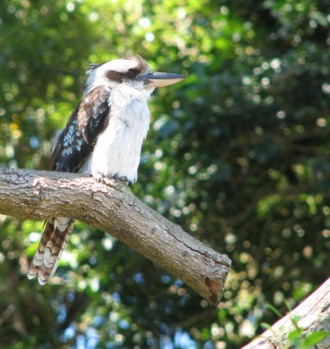 Laughing Kookaburra