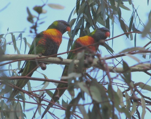 Rainbow Lorikeets