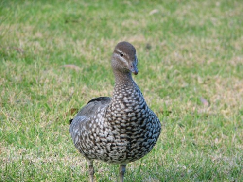 Australian Wood Duck (female) Australian Wood Duck (female)
