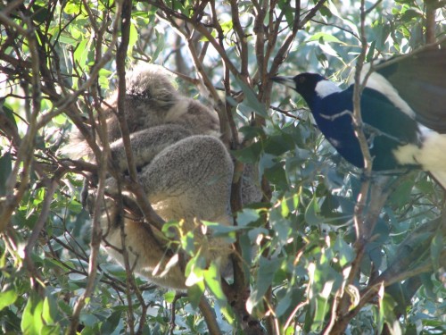 Koala and Magpie Koala and Magpie