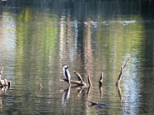 Little Pied Cormorant