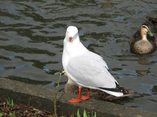 Silver Gull