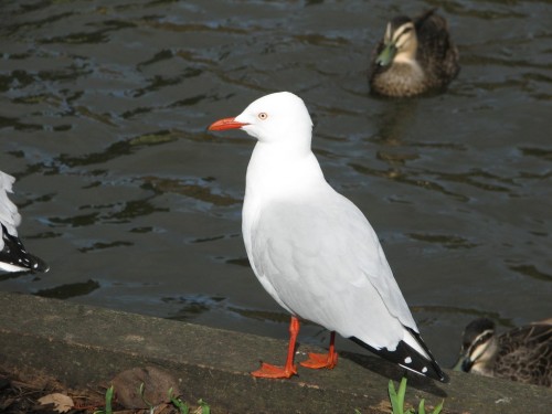 Silver Gull