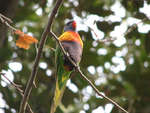 Rainbow Lorikeet Rainbow Lorikeet