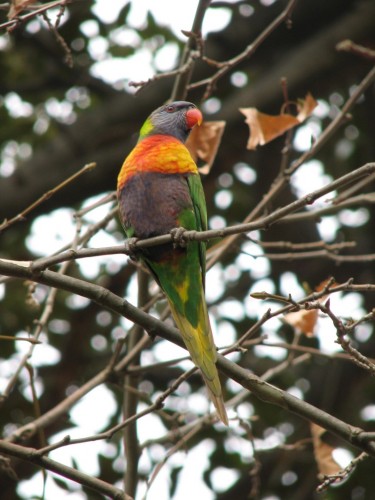 Rainbow Lorikeet