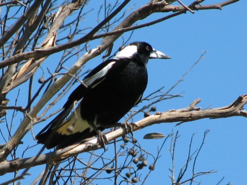 Australian Magpie Australian Magpie