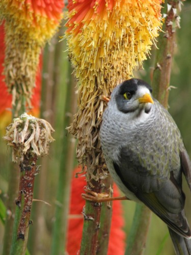 Noisy Miner Noisy Miner