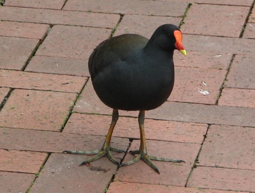 Dusky Moorhen Dusky Moorhen