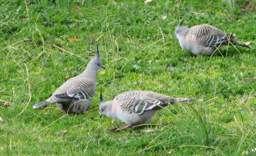 Crested Pigeons