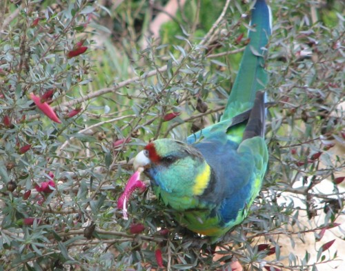 Mallee Ringneck Parrot Mallee Ringneck Parrot