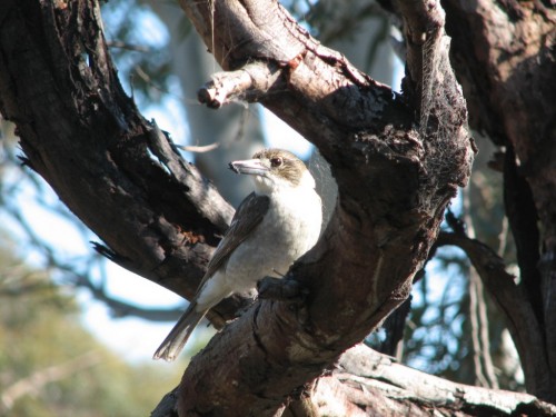 Grey Butcherbird