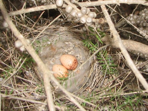 Nest of a New Holland Honeyeater